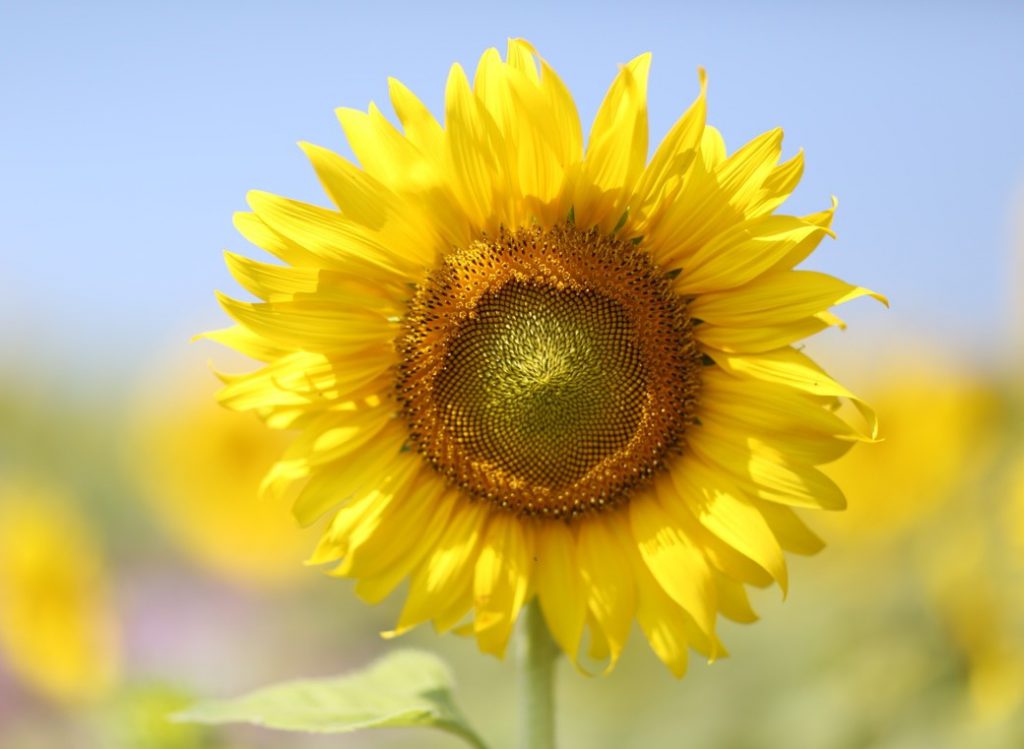 Spring into March with four festivals from around the globe!